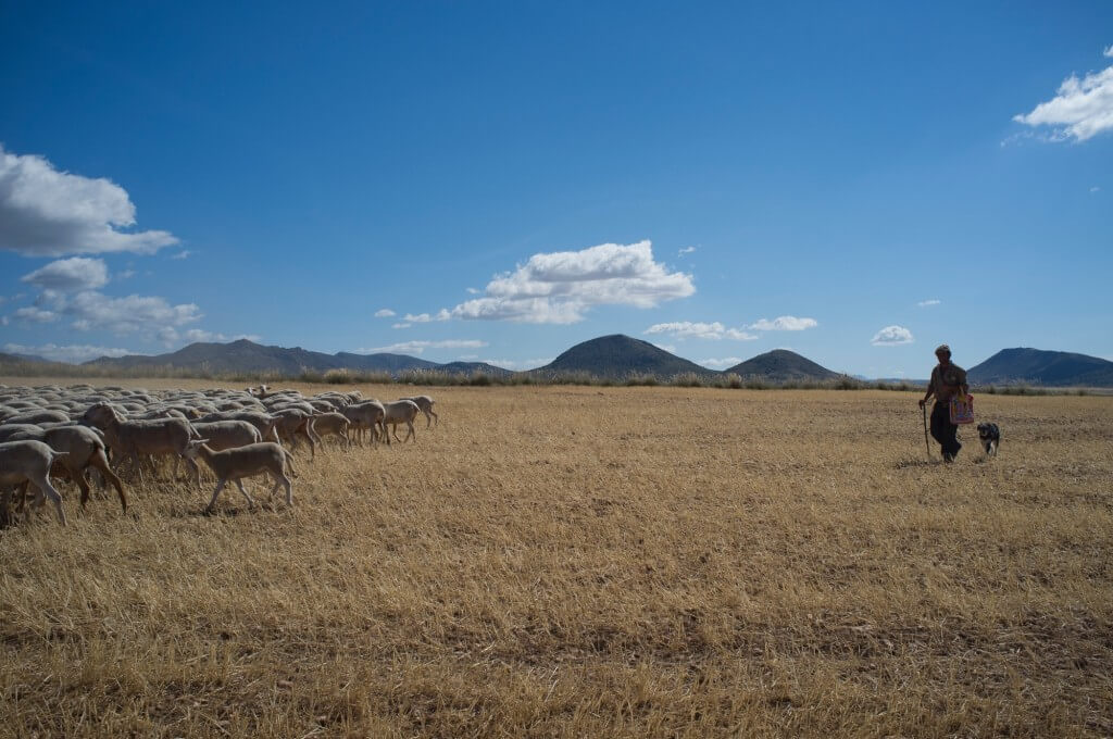 Se aprueba la Ley de DO e IGP para la protección desde la producción hasta la comercialización