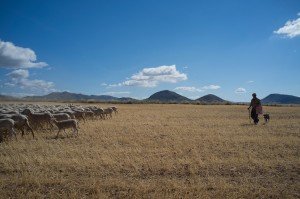 Se aprueba la Ley de DO e IGP para la protección desde la producción hasta la comercialización