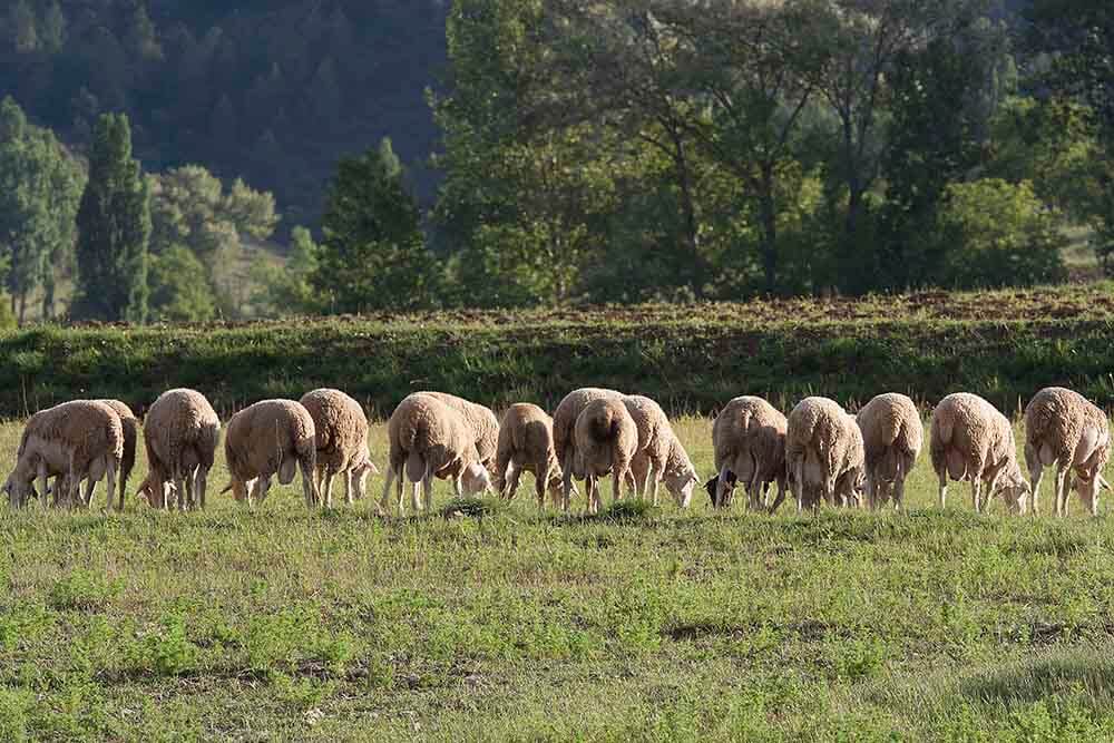 ¿Por qué la carne de cordero segureño es de calidad? ¿Por qué la carne de cordero segureño es de calidad?