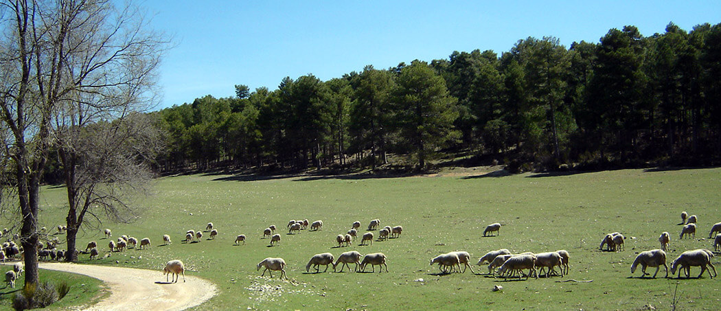 Garantía de calidad del cordero segureño - Territorio Garantía de calidad del cordero segureño - Territorio